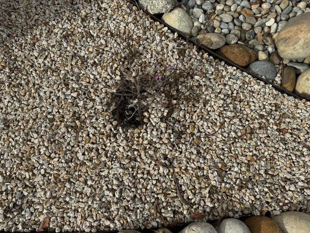 Professional landscaping services experts serving Santa Cruz, CA - Quilici Gardening & Landscaping