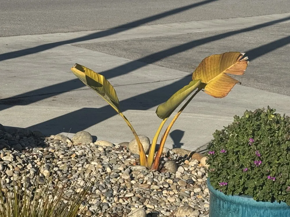 Trusted landscape installation experts serving Santa Cruz, CA - Quilici Gardening & Landscaping