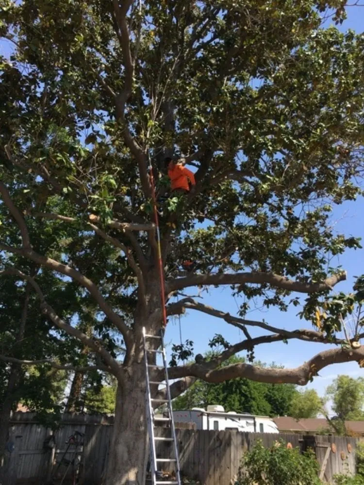 Local residential landscaping near you in Clovis, CA by Quinn & Co