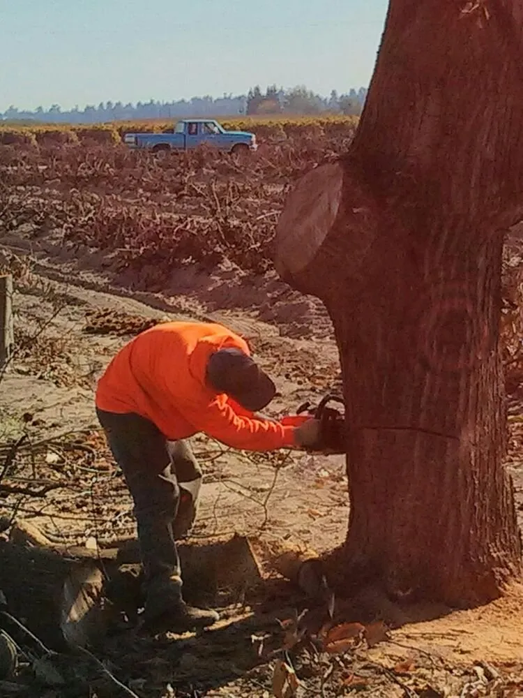 Top-rated landscape design for year-round maintenance across Clovis, CA - Quinn & Co