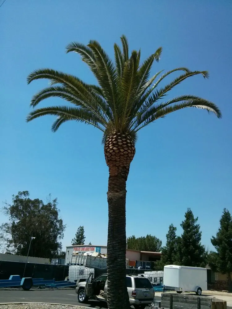 Expert landscaping services for homes across Clovis, CA - Quinn & Co