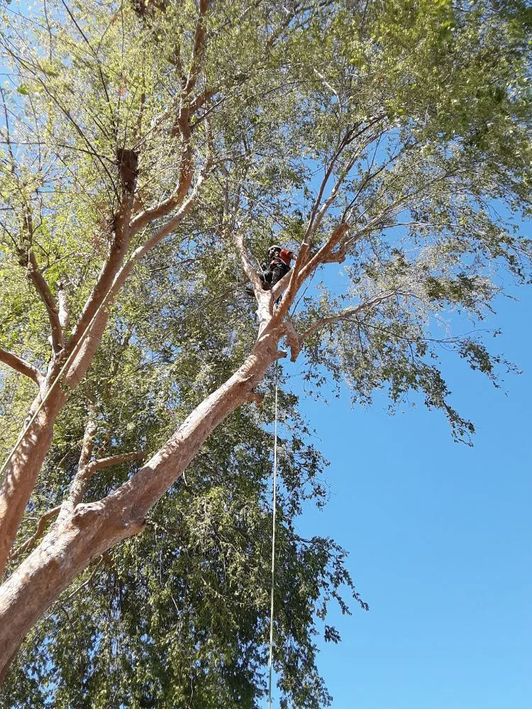 Top-rated landscaping services in Clovis, CA by Quinn & Co