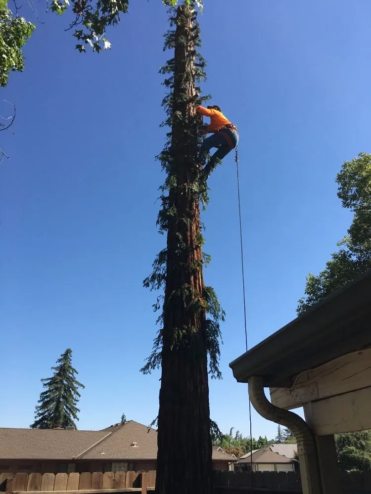 Professional landscaping services in Clovis, CA - Quinn & Co