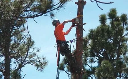 Professional lawn mowing service in Clovis, CA by Quinn & Co