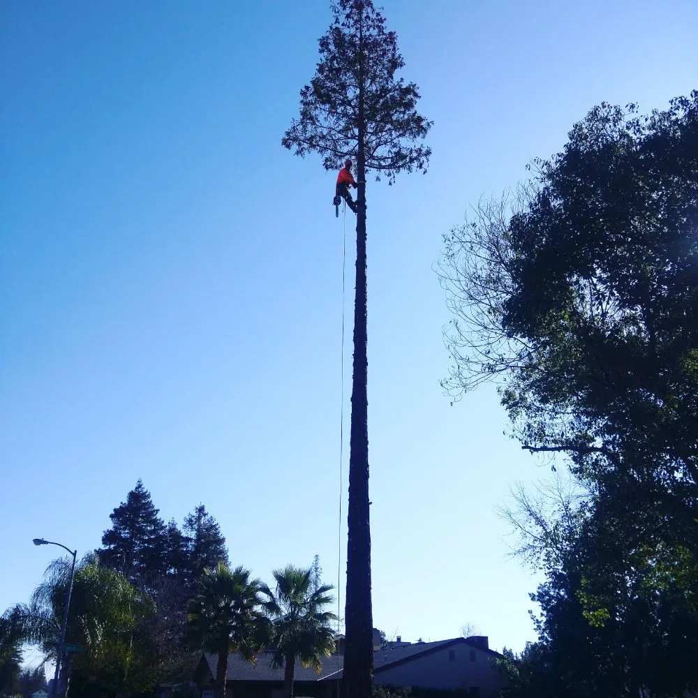 Professional outdoor landscaping for outdoor upgrades in Clovis, CA by Quinn & Co