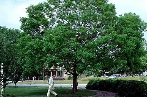 Local outdoor landscaping for beautiful yards in Clovis, CA by Quinn & Co