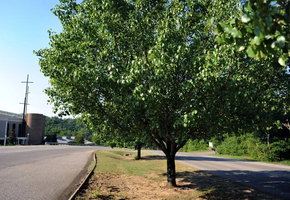 Reliable landscaping services in Clovis, CA by Quinn & Co