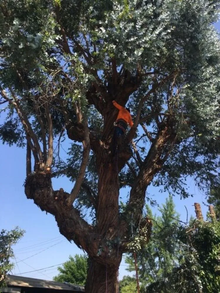 Affordable lawn care service for homes across Clovis, CA - Quinn & Co