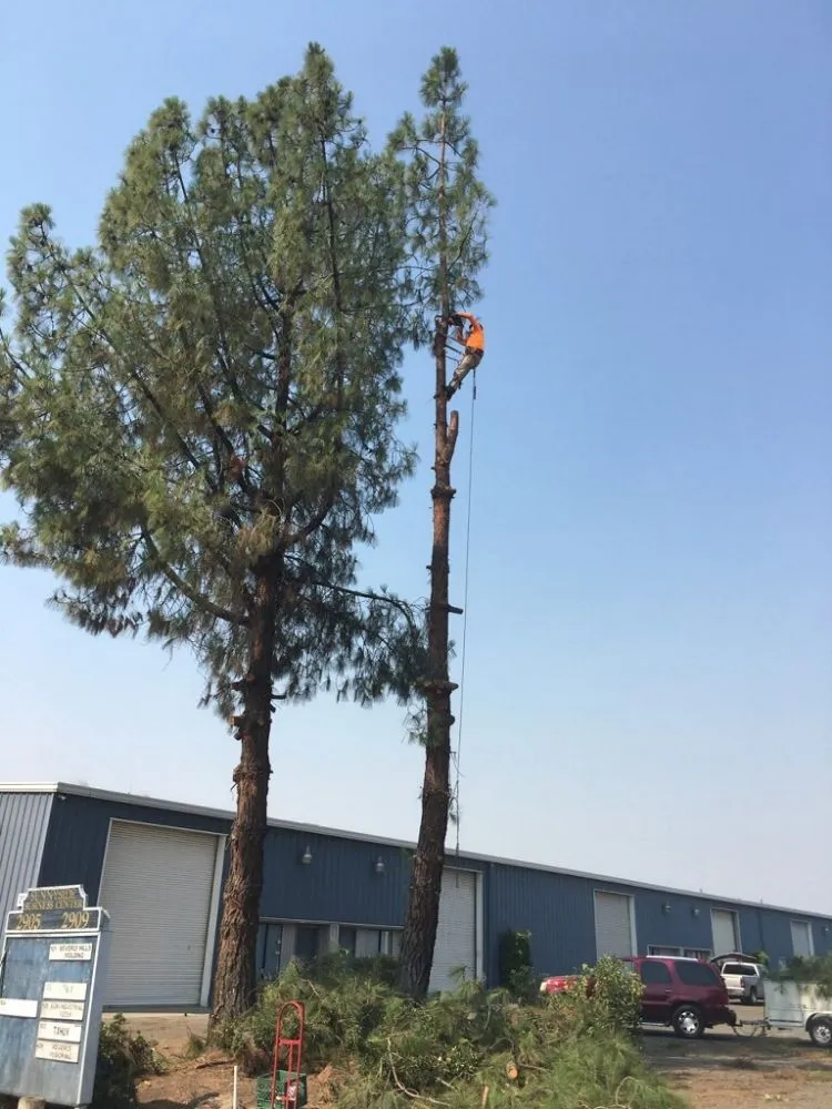 Trusted landscaping services in Clovis, CA - Quinn & Co