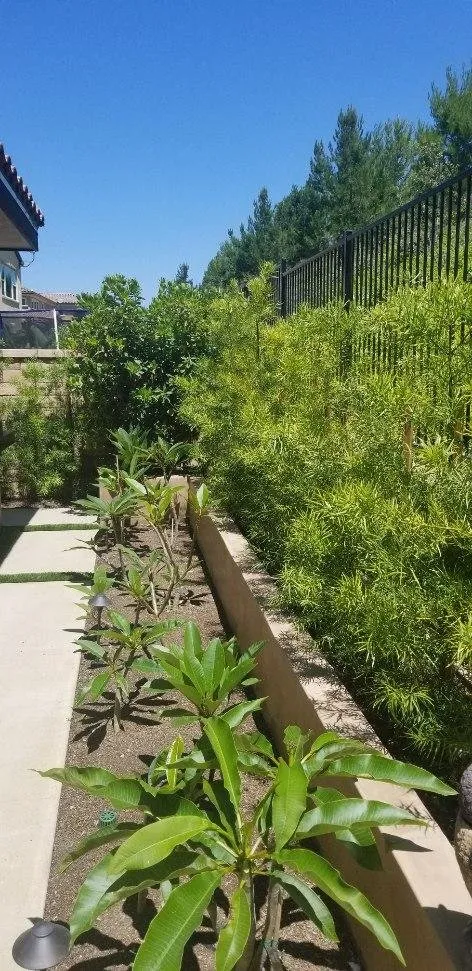 Affordable lawn mowing service in Irvine, CA - Quintana's Desert Landscape Design