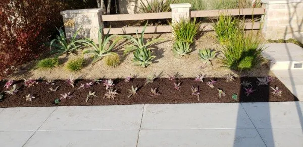 Expert lawn mowing service in Irvine, CA - Quintana's Desert Landscape Design
