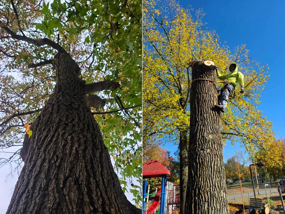 Trusted landscape design in Cape Girardeau, MO by Quintas Landscaping & Lawn Services