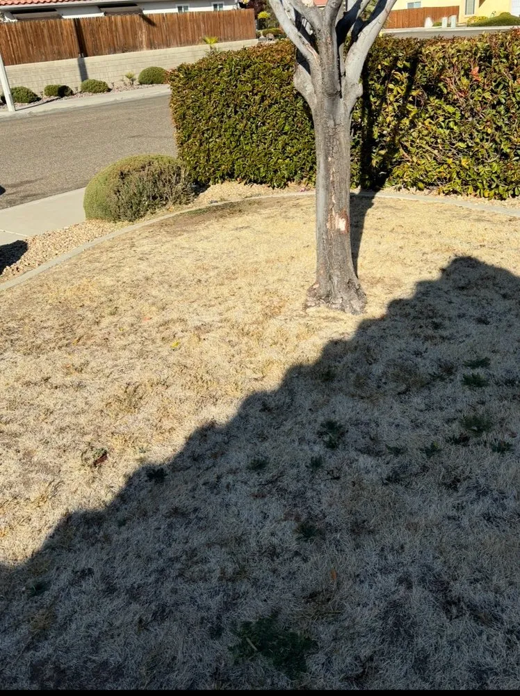 Local yard cleanup service in Victorville, CA - Quintero's Landscape Services