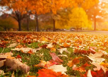 Custom lawn mowing service in Westfield, MA - Quintessential Land Care