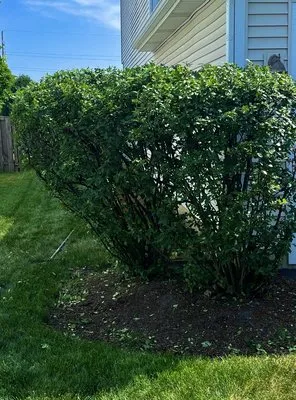 Quintessential Lawn Care Logo