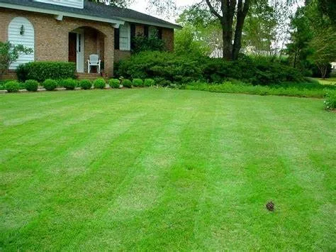 Professional yard cleanup service for beautiful yards across Quitman, TX - Quitman Lawn Care