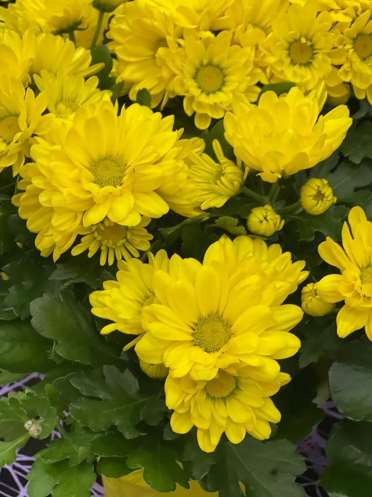 Custom yard maintenance in Chicago, IL - QV Landscaping & Snow Removal