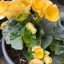 Professional landscaping services for outdoor upgrades in Chicago, IL by QV Landscaping & Snow Removal