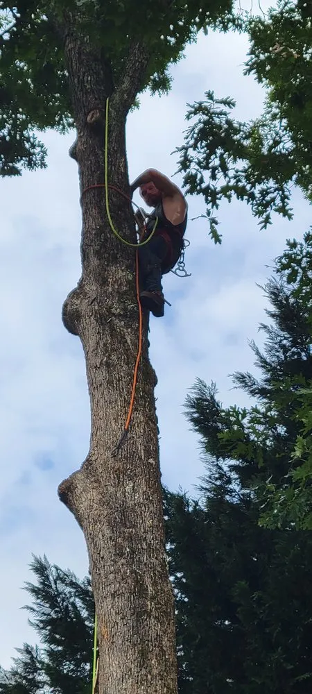 Local yard cleanup service in Toccoa, GA by R & A Tree Service