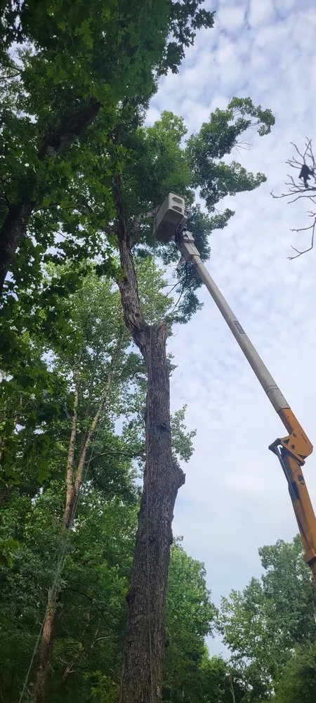 Local yard cleanup service for year-round maintenance in Toccoa, GA by R & A Tree Service