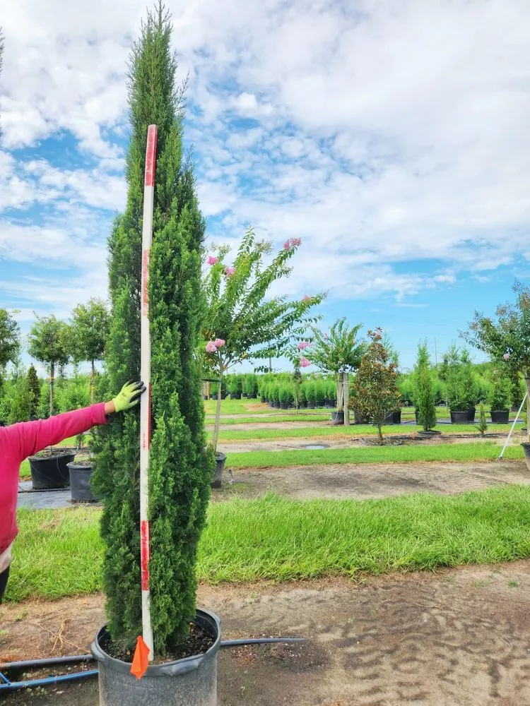 Top-rated yard cleanup service with custom design across Sarasota, FL - R & C Landscaping