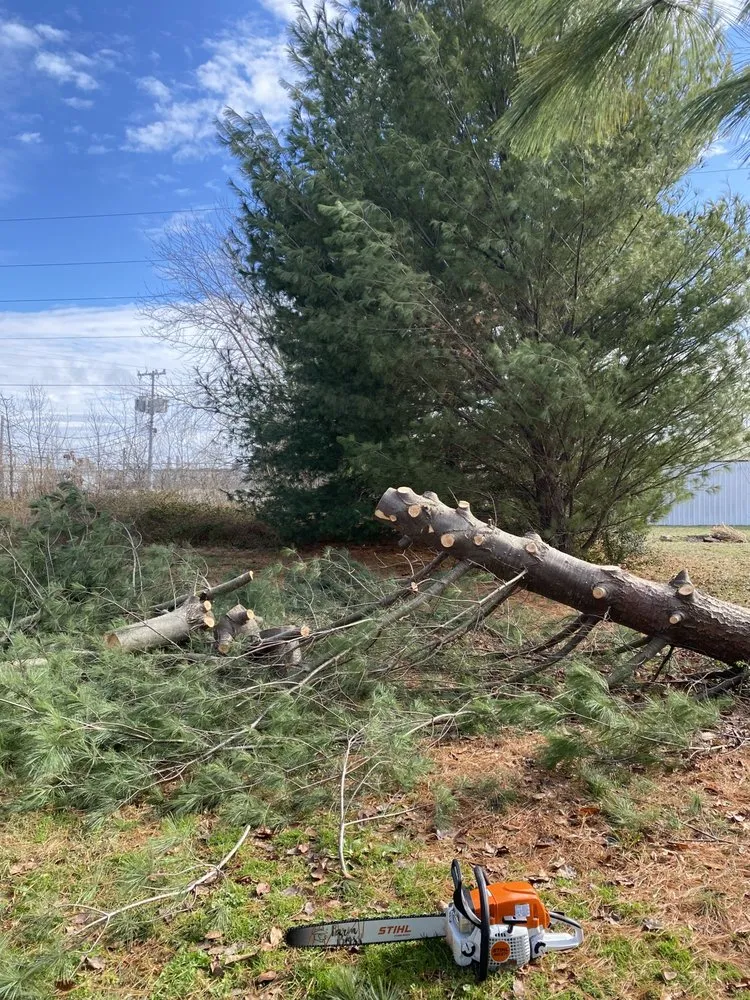 Top-rated landscaping services for year-round maintenance across Springfield, TN - R & D Landscaping