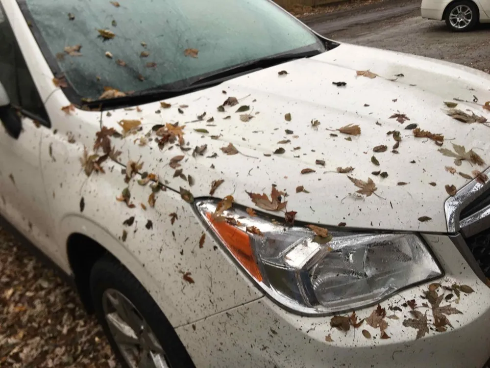 Top-rated yard maintenance in Skokie, IL by R & G Almanza Landscape