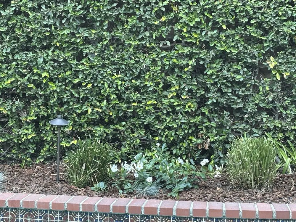 Trusted yard maintenance for beautiful yards in Los Angeles, CA by R & G Gardening Services & Landscaping