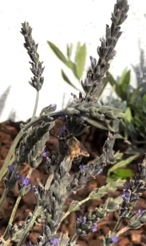 Affordable lawn care service in Los Angeles, CA by R & G Gardening Services & Landscaping