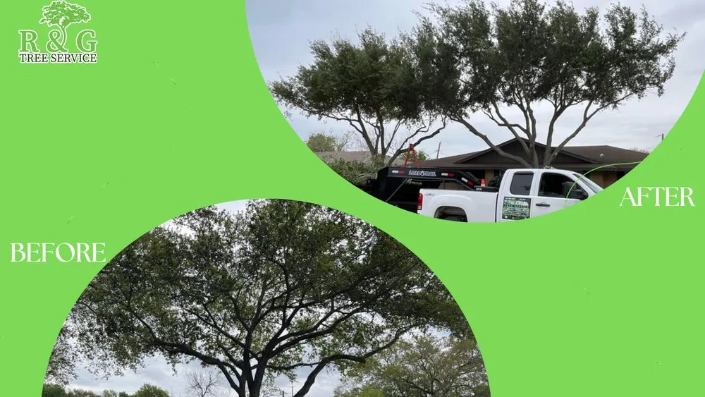 Top-rated yard cleanup service experts serving Corpus Christi, TX - R & G Tree Service