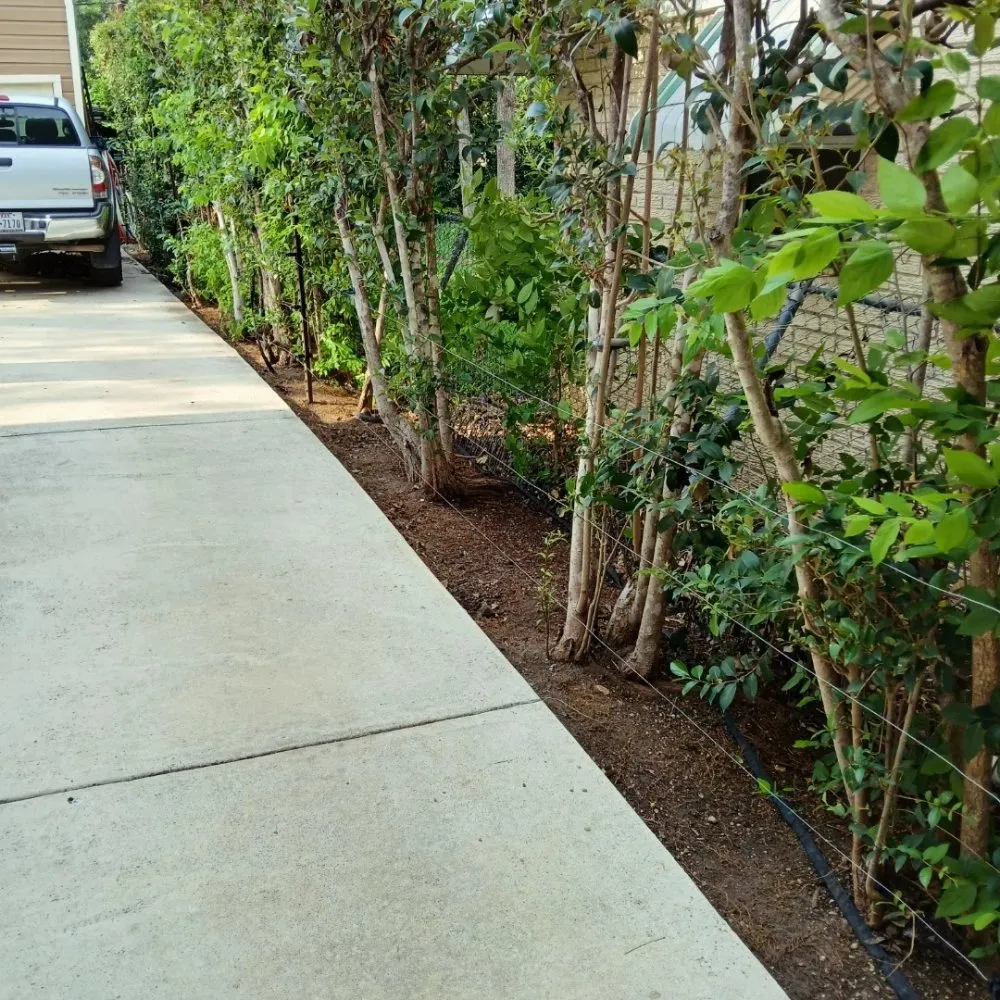 Professional yard cleanup service in San Antonio, TX by R & H Lawncare