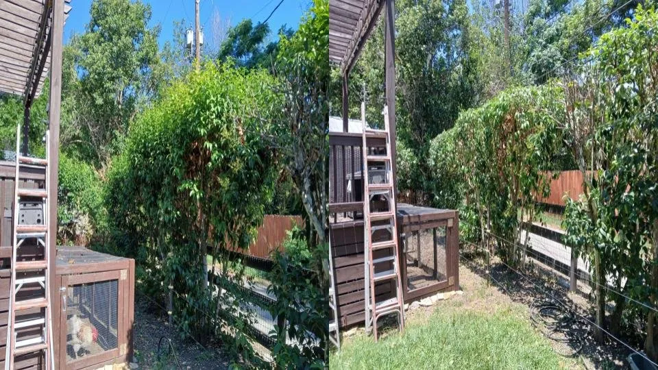 Professional yard cleanup service in San Antonio, TX by R & H Lawncare