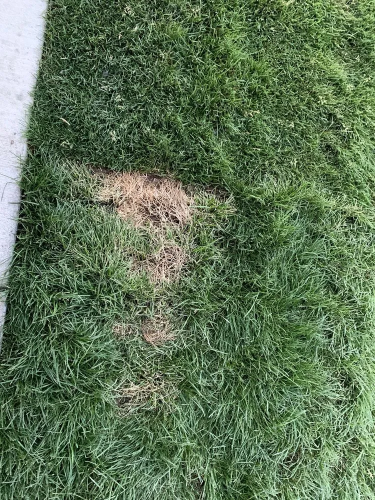 Professional lawn mowing service in Hayden, ID - R & J Landscaping & Sprinkler