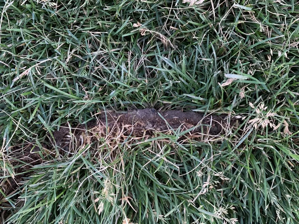 Trusted lawn mowing service in Hayden, ID by R & J Landscaping & Sprinkler