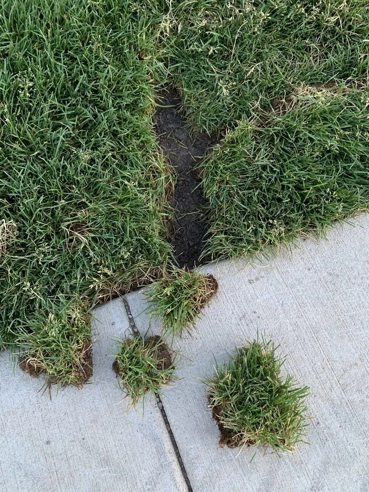 Reliable lawn mowing service with custom design across Hayden, ID - R & J Landscaping & Sprinkler