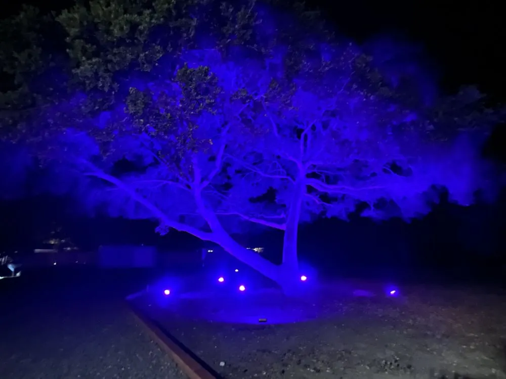 Affordable landscaping services for year-round maintenance across San Jose, CA - R & J Landscaping