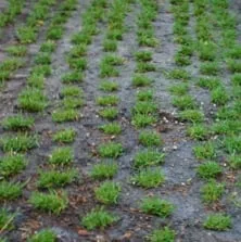 Professional lawn care service near you across Ewa Beach, HI - R & J Yard Service