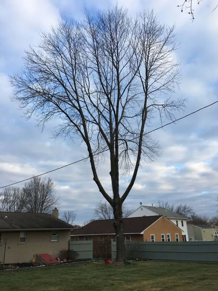 Affordable outdoor landscaping for outdoor upgrades in Ambler, PA by R & L Tree Care