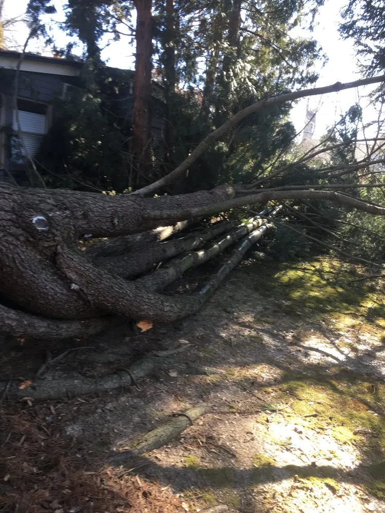 Trusted yard maintenance experts serving Ambler, PA - R & L Tree Care