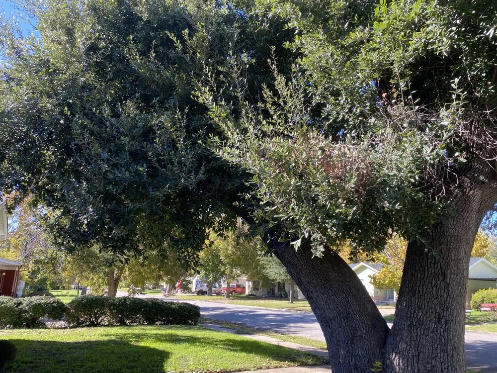 Local landscaping services in China Spring, TX - R & M Cutting For You