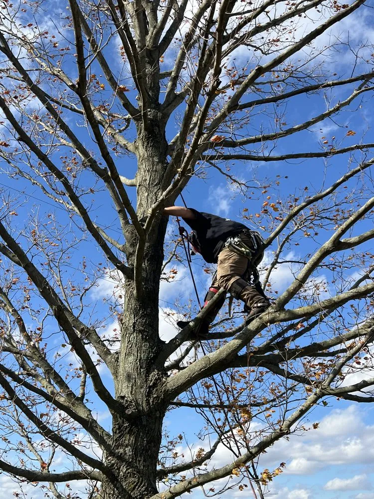 Top-rated garden landscaping near you in Springfield, OH by R & N Tree Services