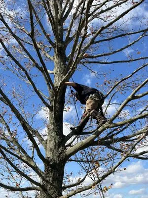 R & N Tree Services Logo