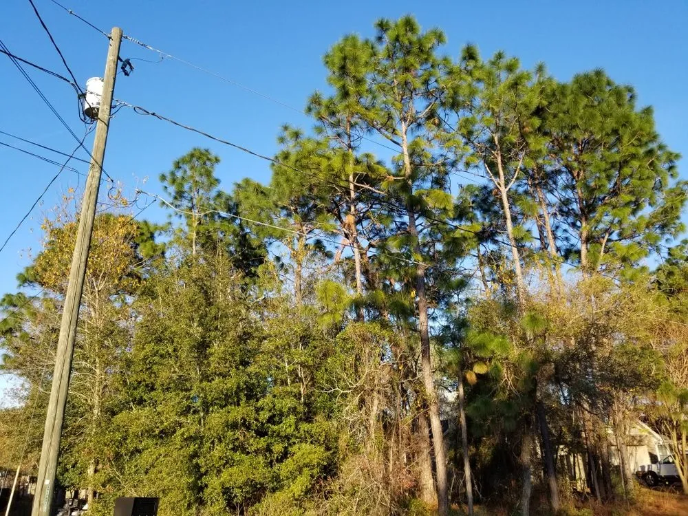 Professional yard cleanup service experts serving Holder, FL - R & R Landscaping And Trees