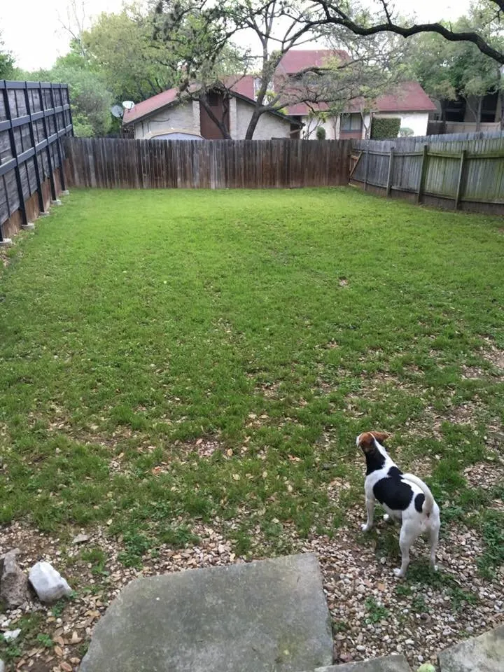 Expert yard cleanup service in Austin, TX - R & R Quality Lawn Care