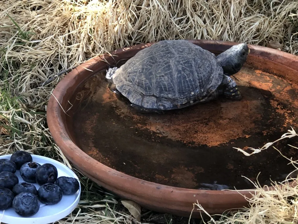 Local yard maintenance in Albuquerque, NM by R & S Landscaping