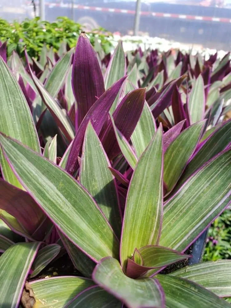 Custom lawn mowing service for year-round maintenance across Shawnee, OK - R & S Landscaping and Construction