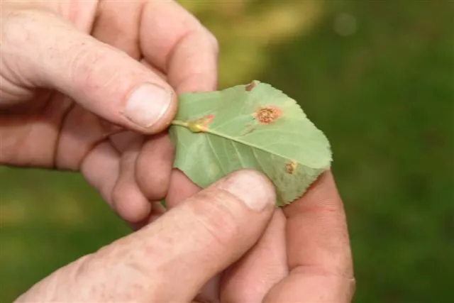 Expert landscape design in Midland Park, NJ - R & S Landscaping