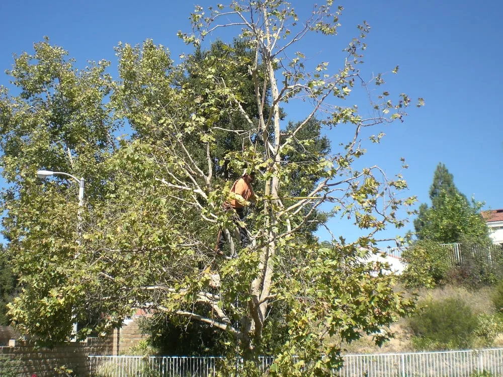 Expert lawn care service for outdoor upgrades in Oxnard, CA by R & S Tree Service