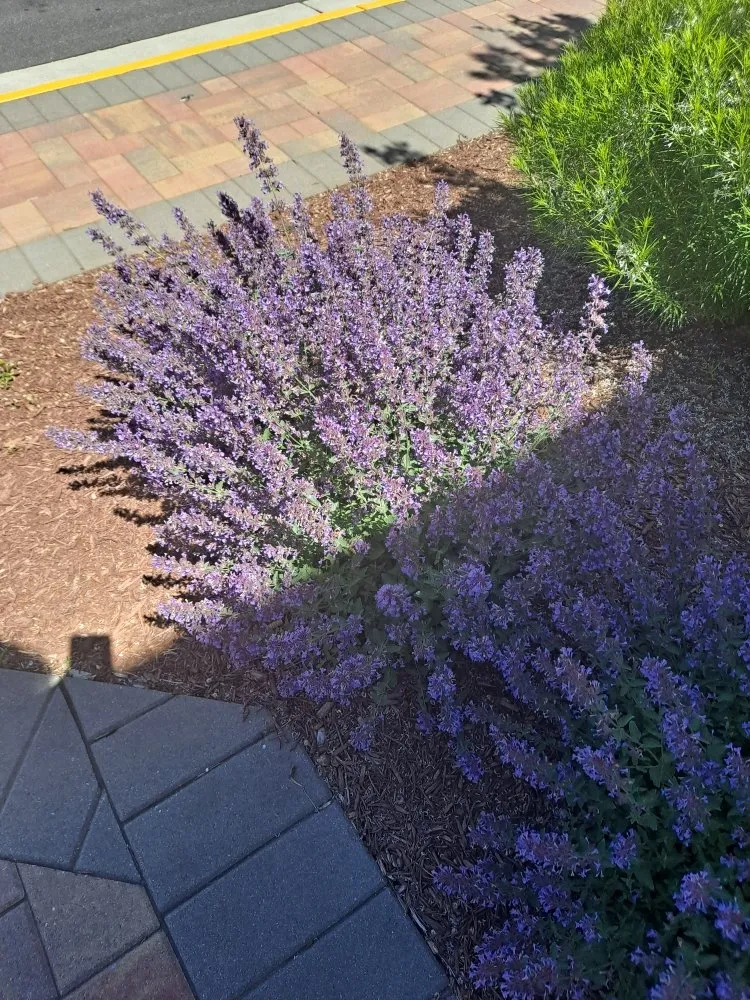 Custom yard cleanup service for residential properties in Front Royal, VA by R A H Mowing & Snow Removal