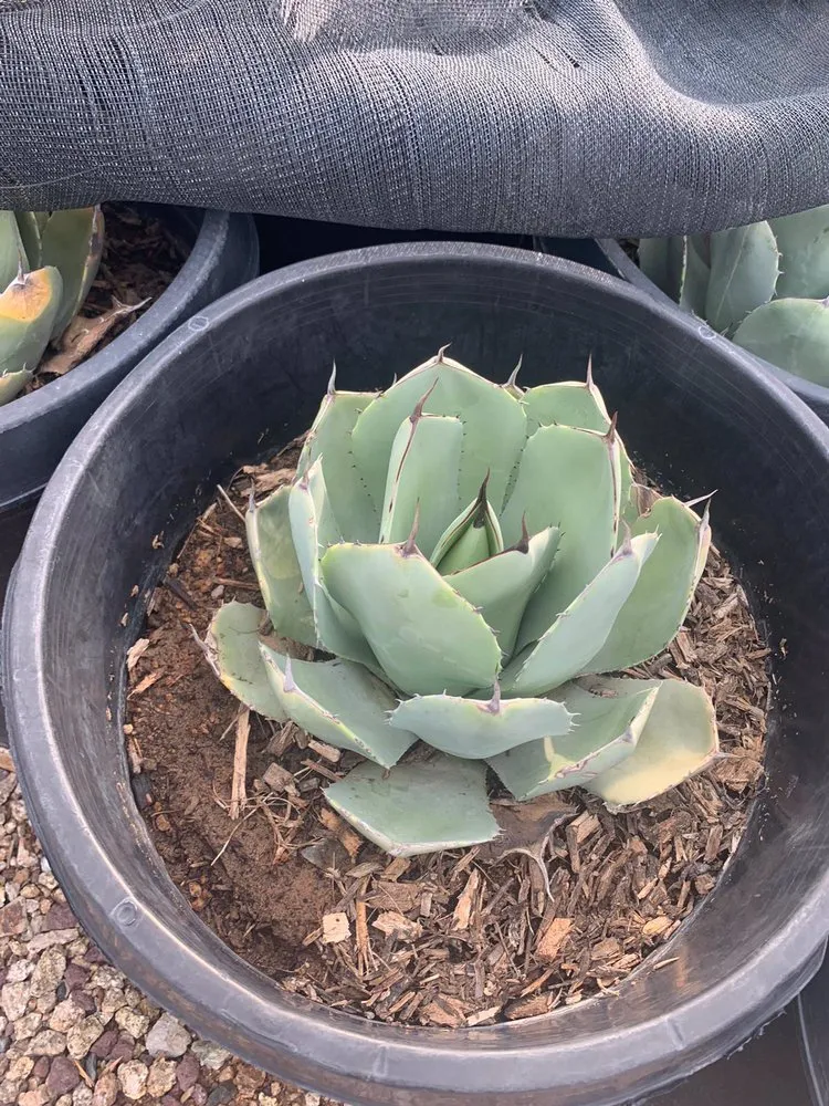 Affordable residential landscaping with custom design across Phoenix, AZ - R A S Landscaping